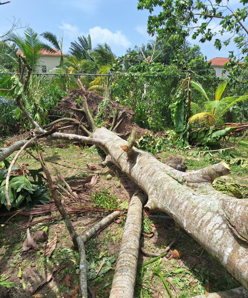 One of many trees toppled on the grounds of Mary, Gate of Heaven Church and the friary in Negril, Jamaica. Homes and other trees are visible in the background.