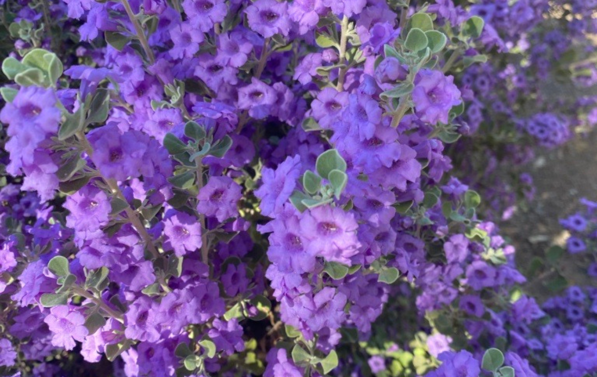 Wild petunias growing at Siena Retreat Center in Racine, Wisconsin. Br. James Lockman, OFM, and ecologist, encourages us to care for God’s creation in the spirit of Easter by planting seeds. “Watch as the seed disappears into the ground, sprouts, and becomes a new, abundant life,” he said. (Photo courtesy of Eli Pacheco)
