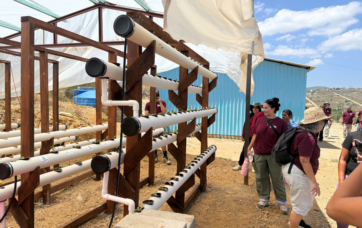 Hydroponics is a method of growing plants in nutrient rich water rather than soil. With simplified hydroponics, the plants can grow through inexpensive PVC pipes and buckets. This technique uses 90% less water than traditional farming. (photo courtesy of Rafael Quinones)